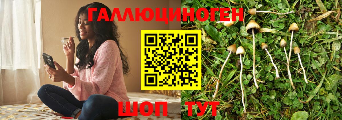 Галлюциногенные грибы Psilocybe Энгельс